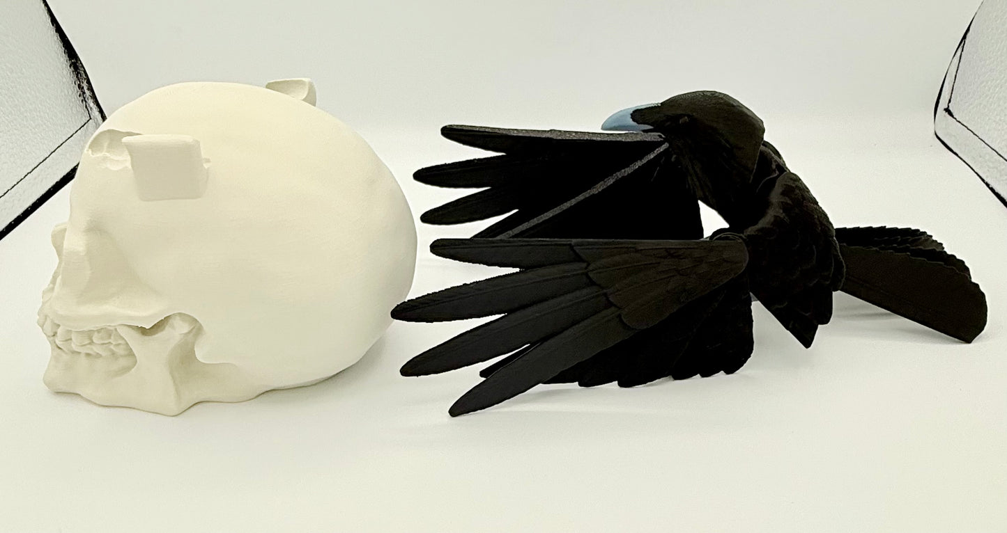 Articulating Raven with skull