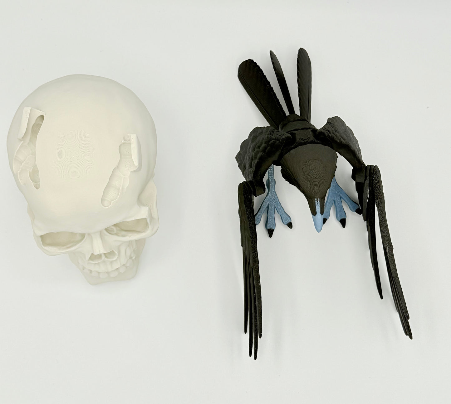 Articulating Raven with skull