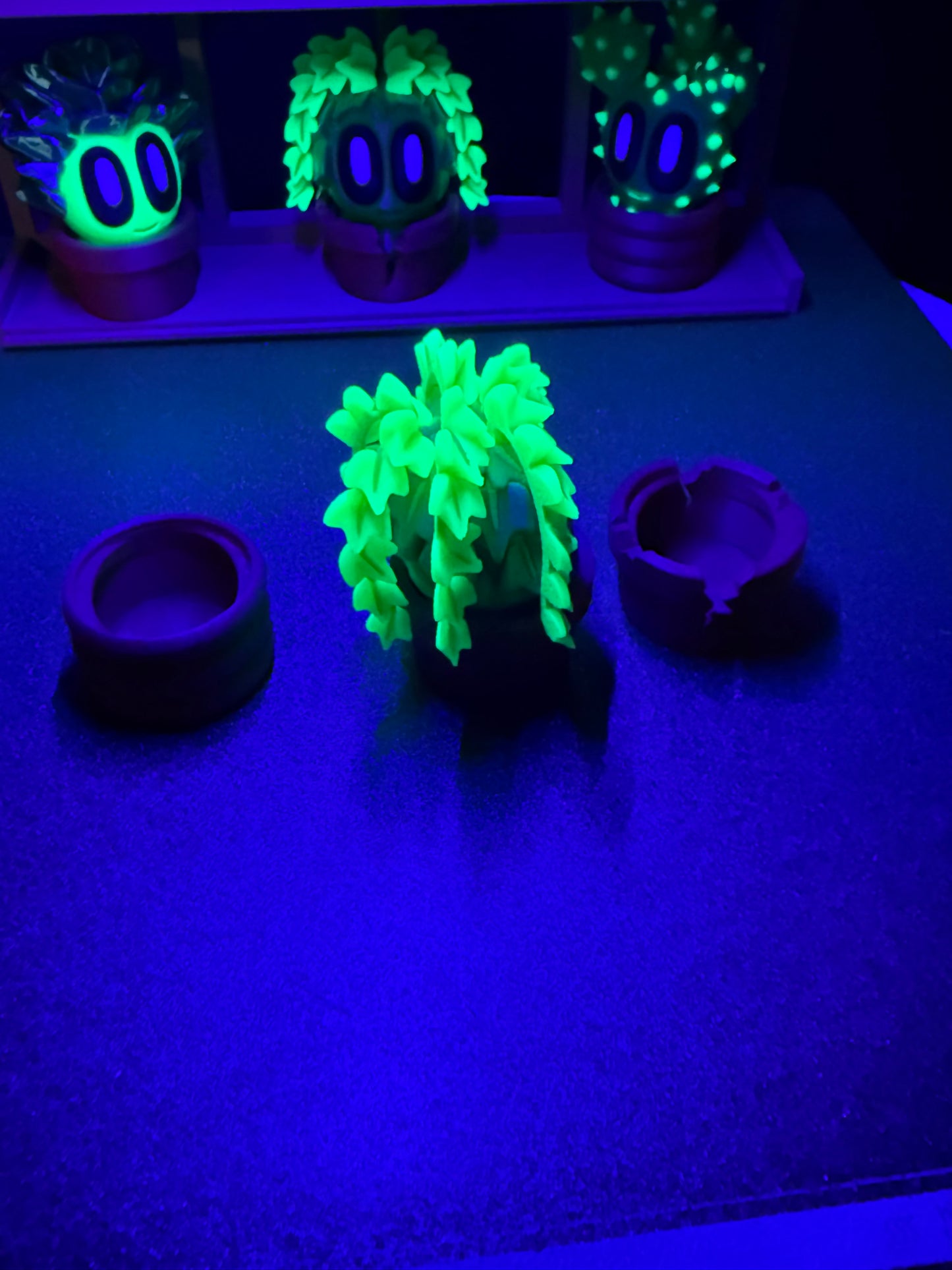 Ivy cactus plant with 3 kinds of pots