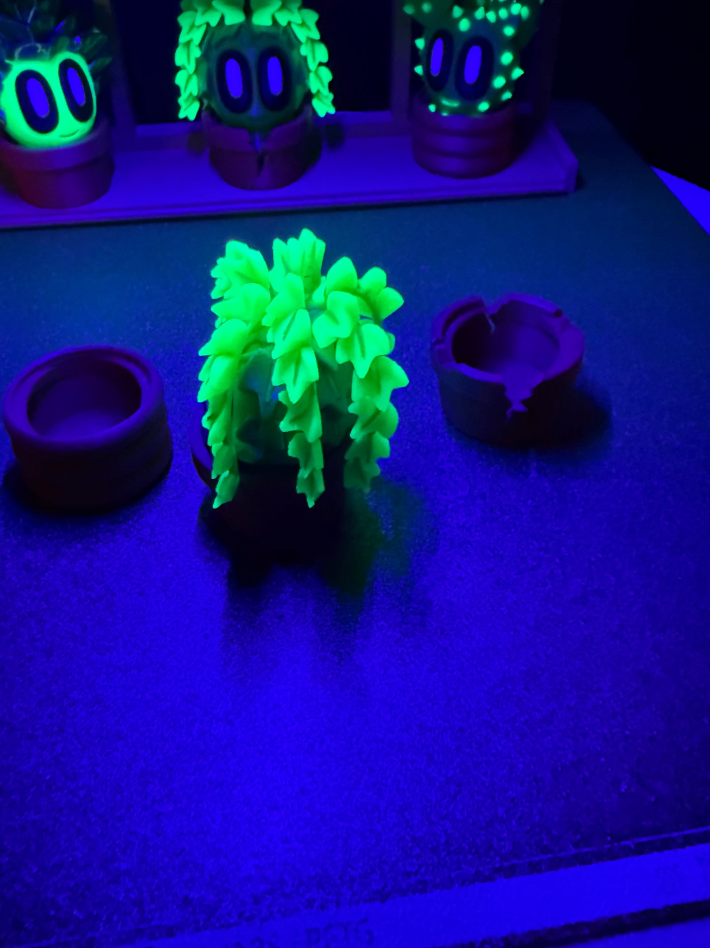 Ivy cactus plant with 3 kinds of pots