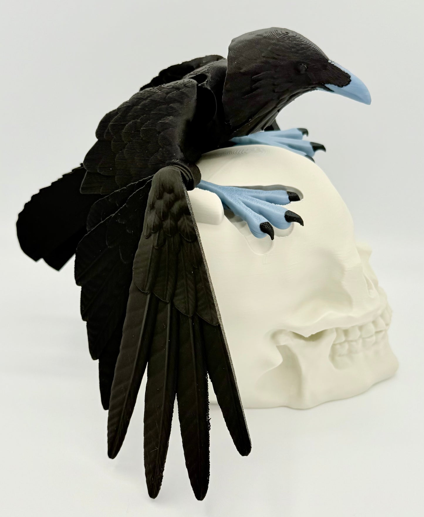 Articulating Raven with skull