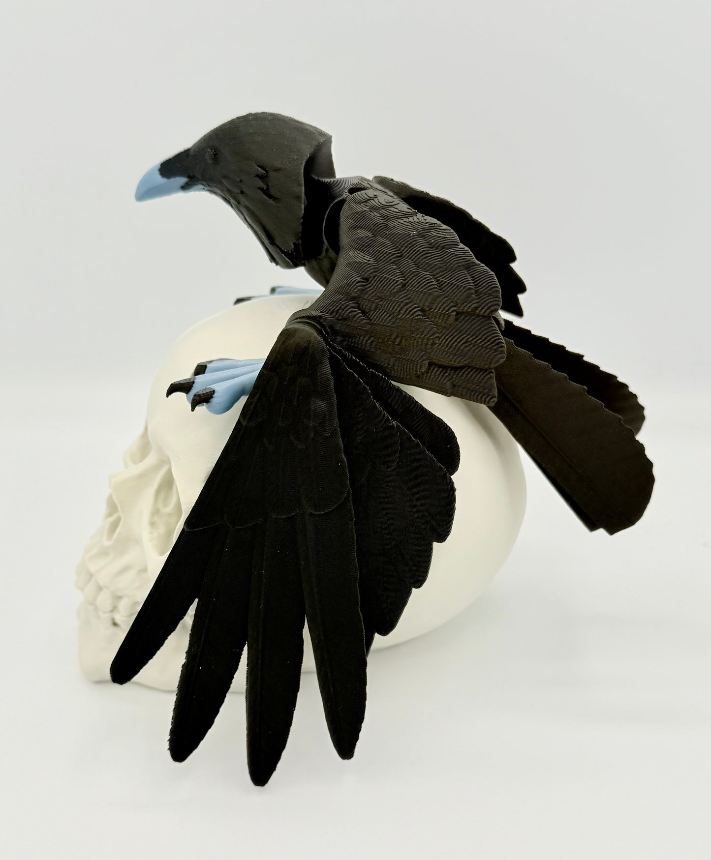 Articulating Raven with skull