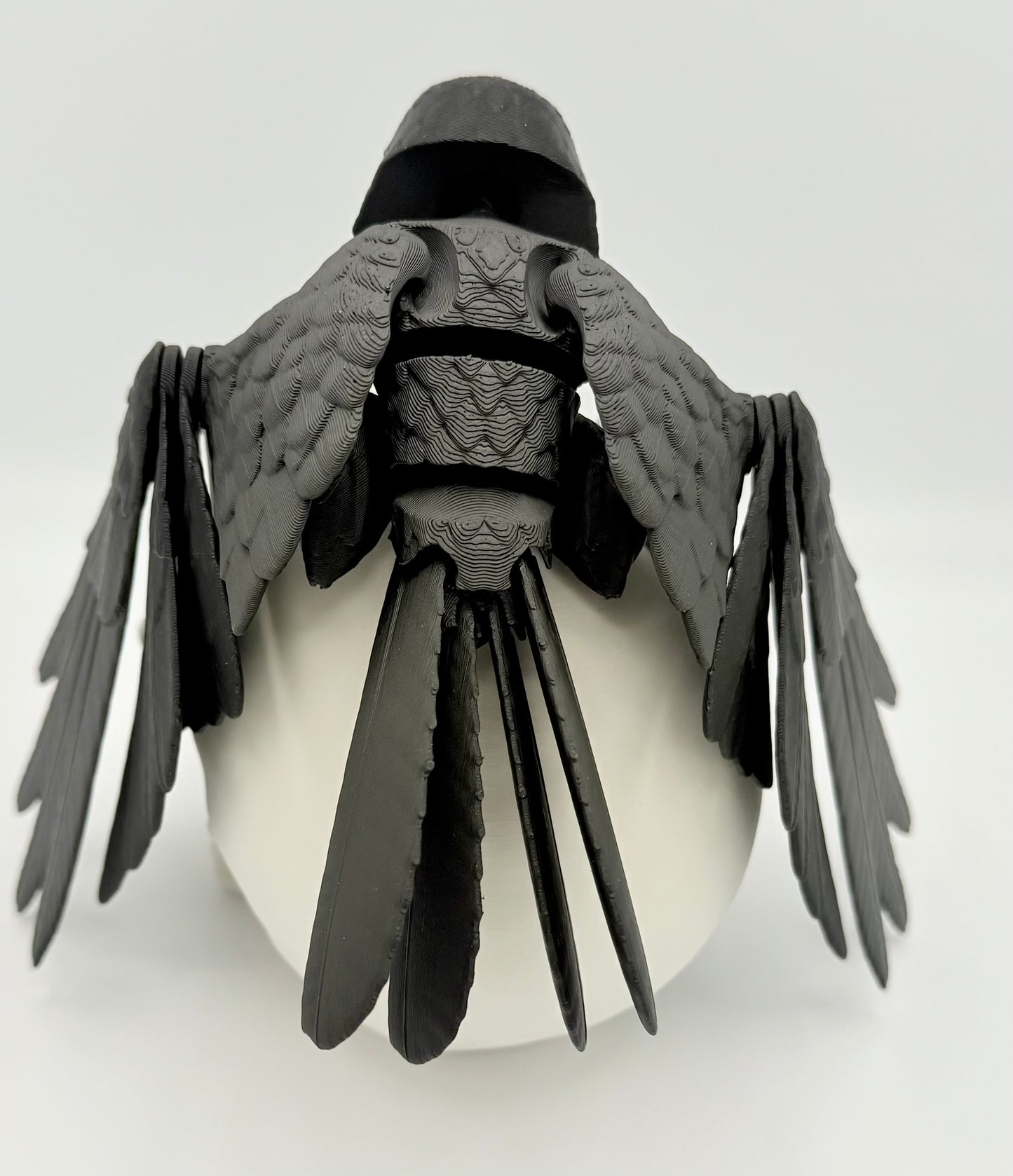 Articulating Raven with skull