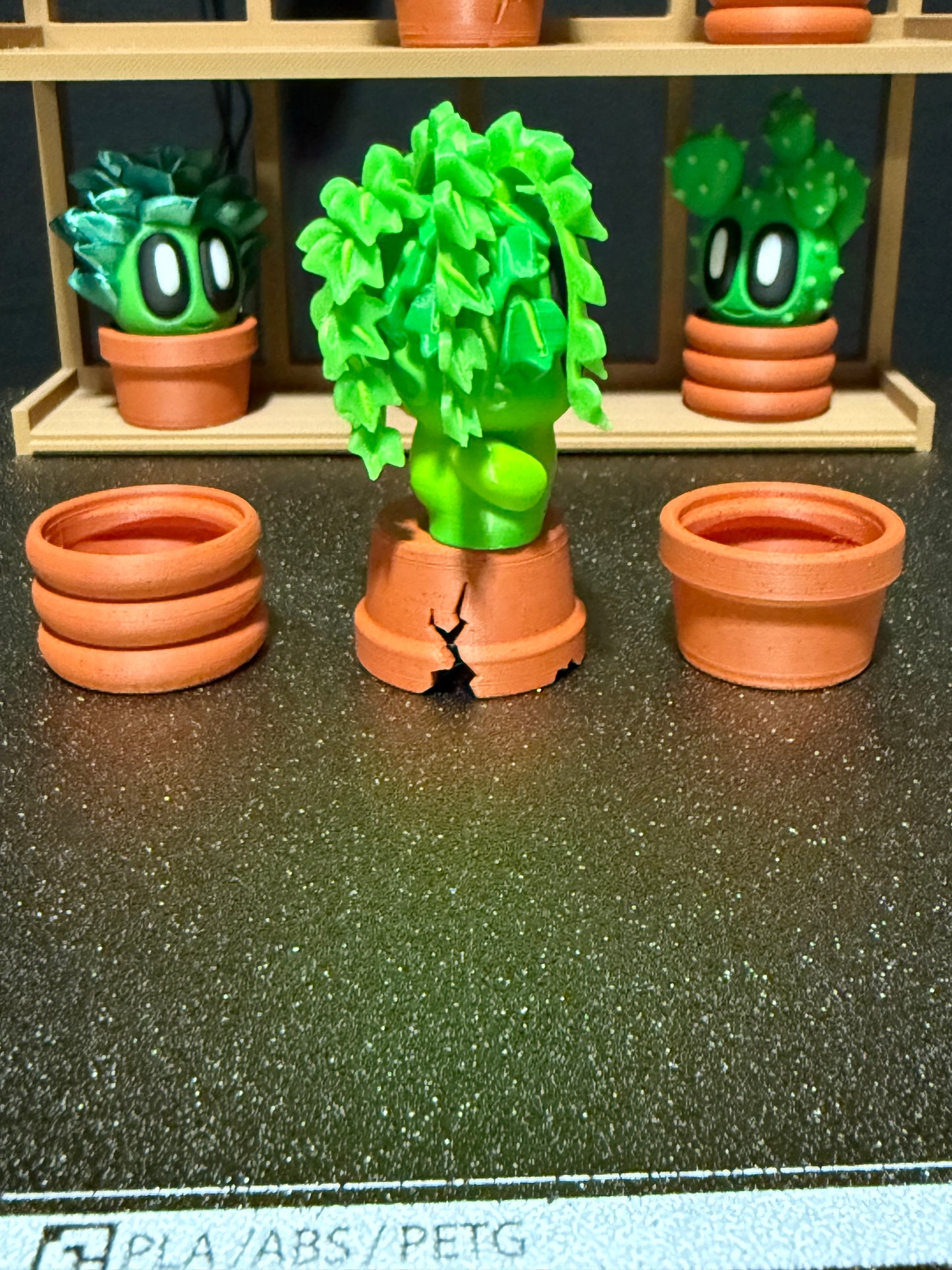 Ivy cactus plant with 3 kinds of pots