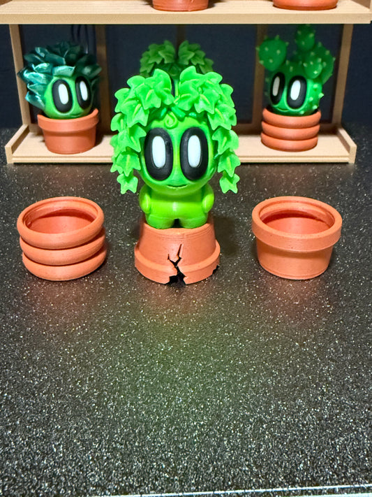 Ivy cactus plant with 3 kinds of pots
