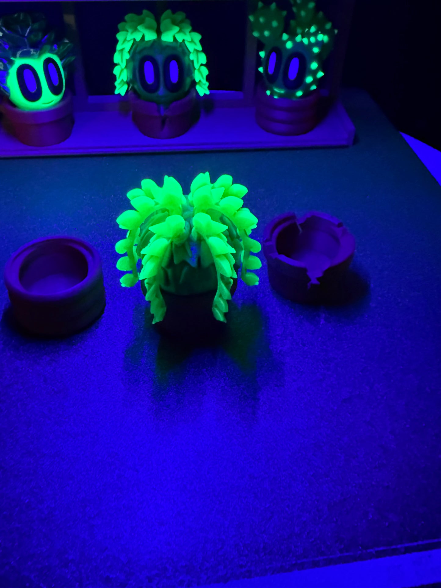 Ivy cactus plant with 3 kinds of pots