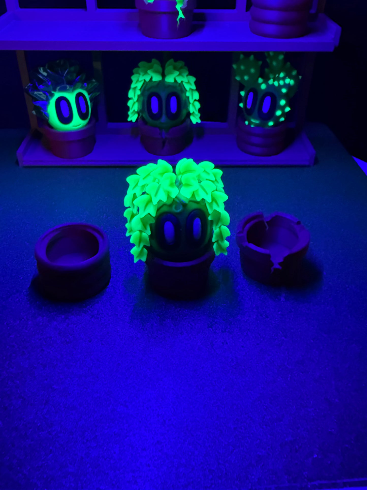 Ivy cactus plant with 3 kinds of pots