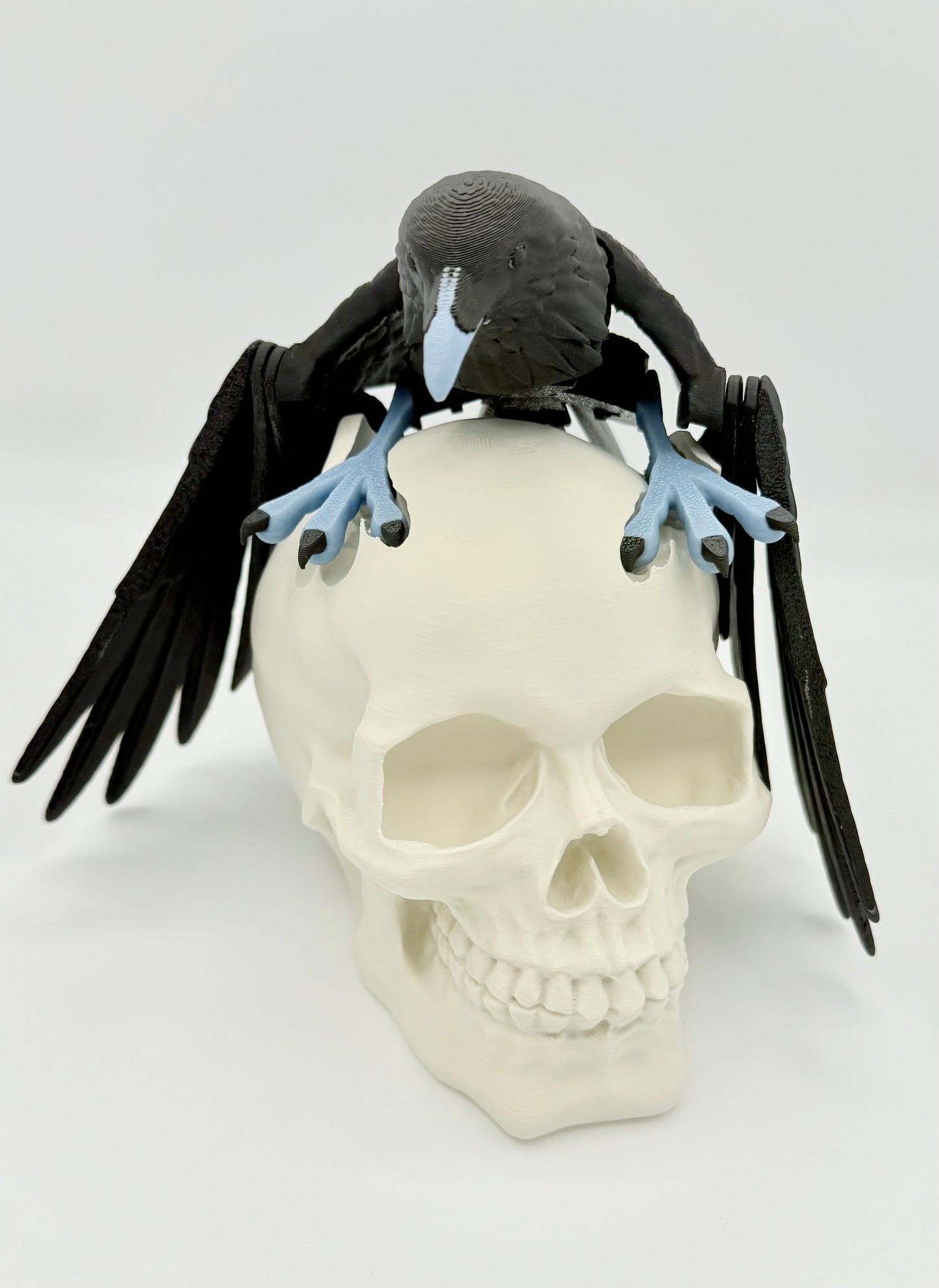 Articulating Raven with skull