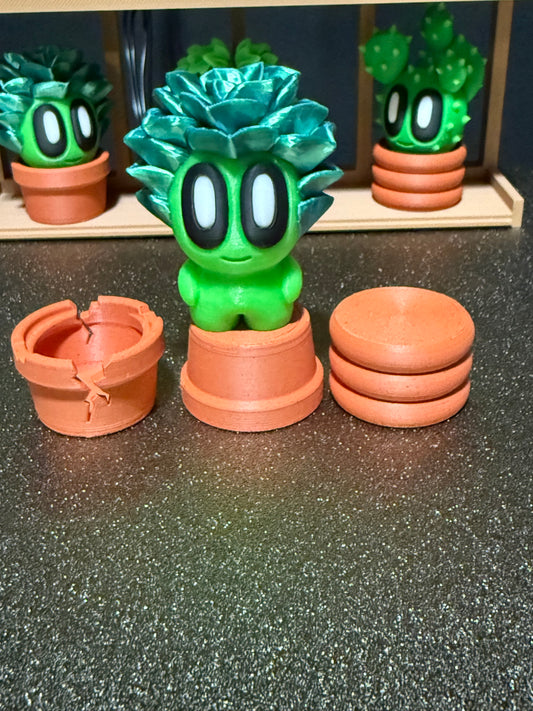 Succulent cactus plant with 3 pots